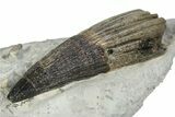 Rare, Fossil Ichthyosaur (T platyodon) Tooth in Situ - England #351034-1